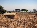 Tanzania-corn field